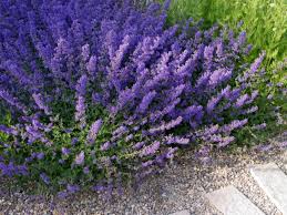 Image result for Katzenminze