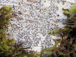 Attēlu rezultāti vaicājumam “Graphis scripta”