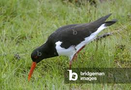 Attēlu rezultāti vaicājumam “Haematopus ostralegus”