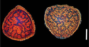 Attēlu rezultāti vaicājumam “Riccia cavernosa”