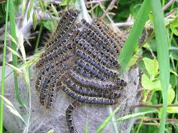 Attēlu rezultāti vaicājumam “Eriogaster lanestris larva”