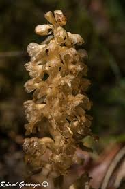 Attēlu rezultāti vaicājumam “Neottia nidus-avis”