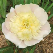 Attēlu rezultāti vaicājumam “Paeonia lactiflora”