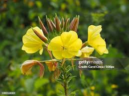 Attēlu rezultāti vaicājumam “Onagraceae”