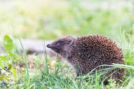 Attēlu rezultāti vaicājumam “Insectivora”