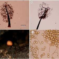 Attēlu rezultāti vaicājumam “Didymium serpula spores”