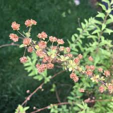 Attēlu rezultāti vaicājumam “Spiraea salicifolia flower”