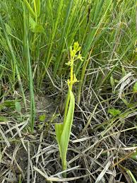 Attēlu rezultāti vaicājumam “Liparis loeselii leaf”