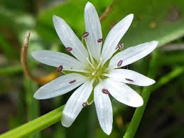 Attēlu rezultāti vaicājumam “Stellaria longifolia flower”