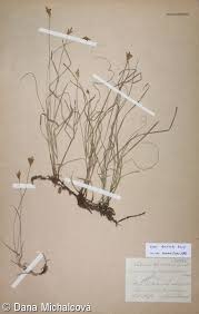 Attēlu rezultāti vaicājumam “Carex praecox”