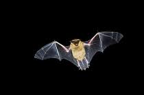 Attēlu rezultāti vaicājumam “Eptesicus serotinus”