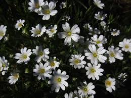 Attēlu rezultāti vaicājumam “Stellaria holostea flower”