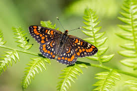 Attēlu rezultāti vaicājumam “Euphydryas maturna pupa”