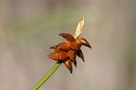 Attēlu rezultāti vaicājumam “Carex dioica male flower”