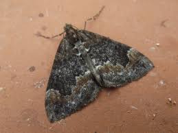 Attēlu rezultāti vaicājumam “Dysstroma truncata”