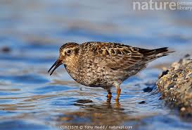 Attēlu rezultāti vaicājumam “Calidris maritima”