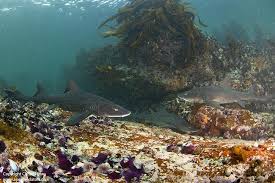 Image result for Triakis megalopterus