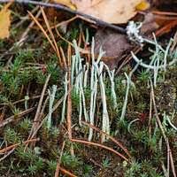 Attēlu rezultāti vaicājumam “Cladonia cornuta”