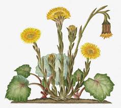 Attēlu rezultāti vaicājumam “Tussilago farfara”