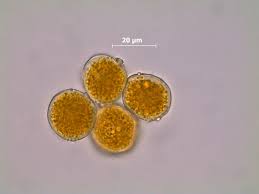 Attēlu rezultāti vaicājumam “Puccinia poarum”