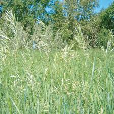 Attēlu rezultāti vaicājumam “Hierochloe odorata”