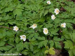 Image result for Buschwindröschen