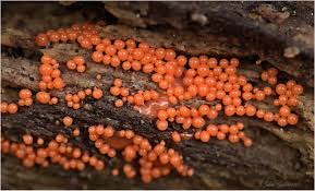 Attēlu rezultāti vaicājumam “Gordius aquaticus”