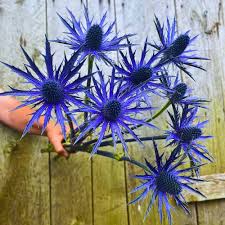 Attēlu rezultāti vaicājumam “Eryngium maritimum flower”