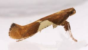 Attēlu rezultāti vaicājumam “Caloptilia stigmatella”