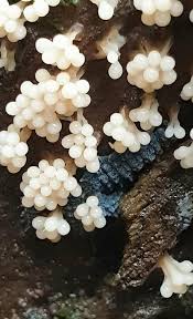 Attēlu rezultāti vaicājumam “Symphytocarpus trechisporus sessile”