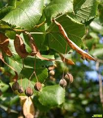 Attēlu rezultāti vaicājumam “Tilia platyphyllos Laciniata fruit”