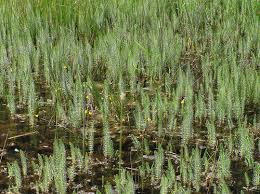 Attēlu rezultāti vaicājumam “Hippuridaceae”