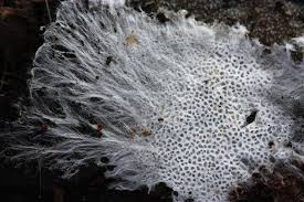 Attēlu rezultāti vaicājumam “Trechispora mollusca”