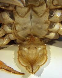 Image result for Metacarcinus magister