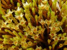 Attēlu rezultāti vaicājumam “Philonotis sporophyte”