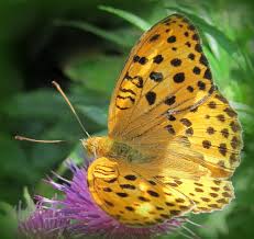 Attēlu rezultāti vaicājumam “Argynnis laodice female”