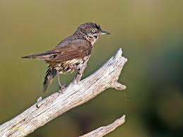 Image result for Sylvia hortensis