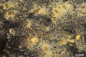 Attēlu rezultāti vaicājumam “Bactridium flavum”