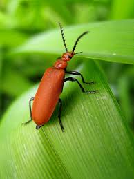 Attēlu rezultāti vaicājumam “Pyrochroidae imago”