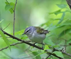 Image result for Vermivora peregrina