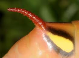 Attēlu rezultāti vaicājumam “Hyles gallii larva”