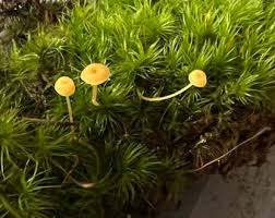 Attēlu rezultāti vaicājumam “Porella platyphylla”