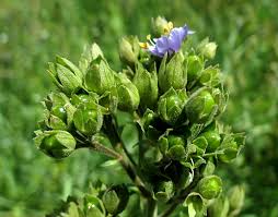 Attēlu rezultāti vaicājumam “Oenothera rubricauli bud”