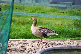 Attēlu rezultāti vaicājumam “Anser brachyrhynchus”