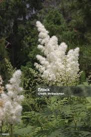 Attēlu rezultāti vaicājumam “Sorbaria sorbifolia bud”