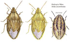 Attēlu rezultāti vaicājumam “Aelia acuminata”