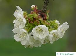 Attēlu rezultāti vaicājumam “Prunus avium flower”