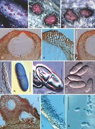 Attēlu rezultāti vaicājumam “Nectria episphaeria”