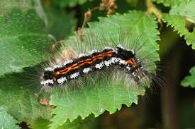 Attēlu rezultāti vaicājumam “Euproctis similis”