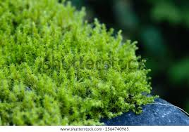 Attēlu rezultāti vaicājumam “Rhytidiadelphus”